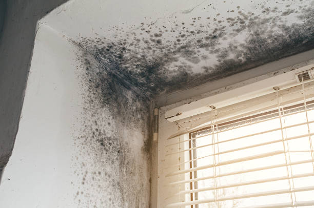 Trusted Black Mold Removal service in Odenton, MD - Cheap Mold Removal